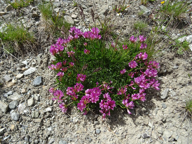 Trifolium alpinum - Fabaceae